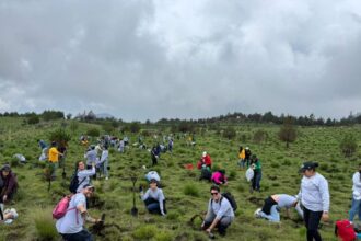 Nissan emprendió un plan de reforestación y sembró más de 750 árboles en Edomex. Factor Automotor