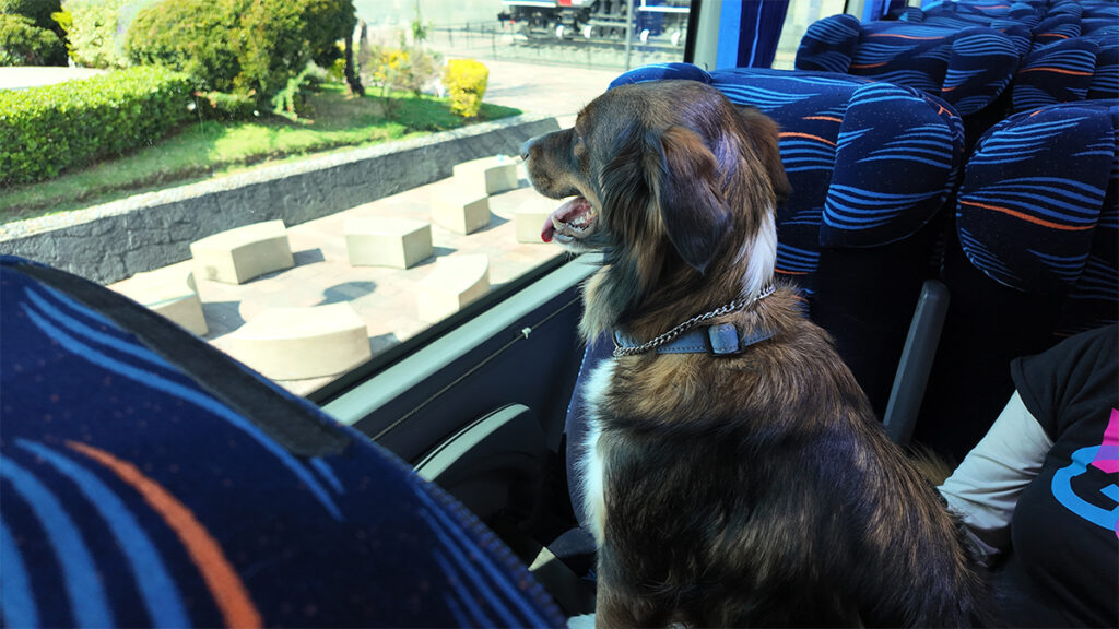 La movilidad pet friendly empieza a redefinir el transporte en autobuses