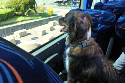 El transporte de pasajeros en México empieza a adaptarse a una nueva realidad: familias que viajan con mascotas como parte integral de sus vacaciones Factor Automotor