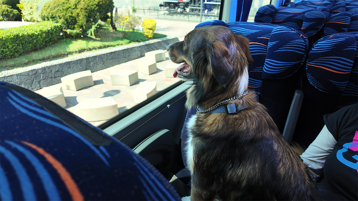 El transporte de pasajeros en México empieza a adaptarse a una nueva realidad: familias que viajan con mascotas como parte integral de sus vacaciones Factor Automotor