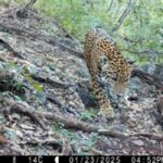 Registro de jaguar (Panthera onca) en la Reserva de la Biosfera Sierra Gorda de Guanajuato confirma su presencia en el estado.