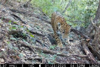 Registro de jaguar (Panthera onca) en la Reserva de la Biosfera Sierra Gorda de Guanajuato confirma su presencia en el estado.