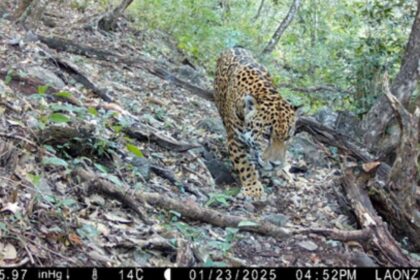 Registro de jaguar (Panthera onca) en la Reserva de la Biosfera Sierra Gorda de Guanajuato confirma su presencia en el estado.