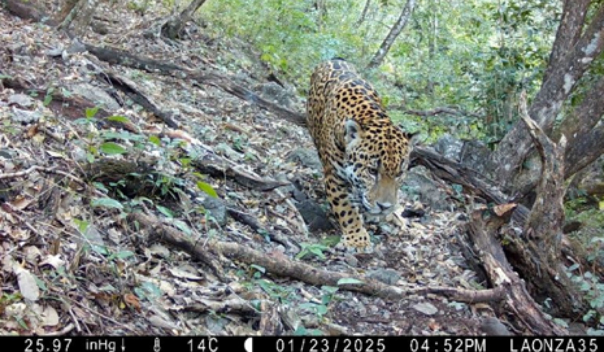 Registro de jaguar (Panthera onca) en la Reserva de la Biosfera Sierra Gorda de Guanajuato confirma su presencia en el estado.