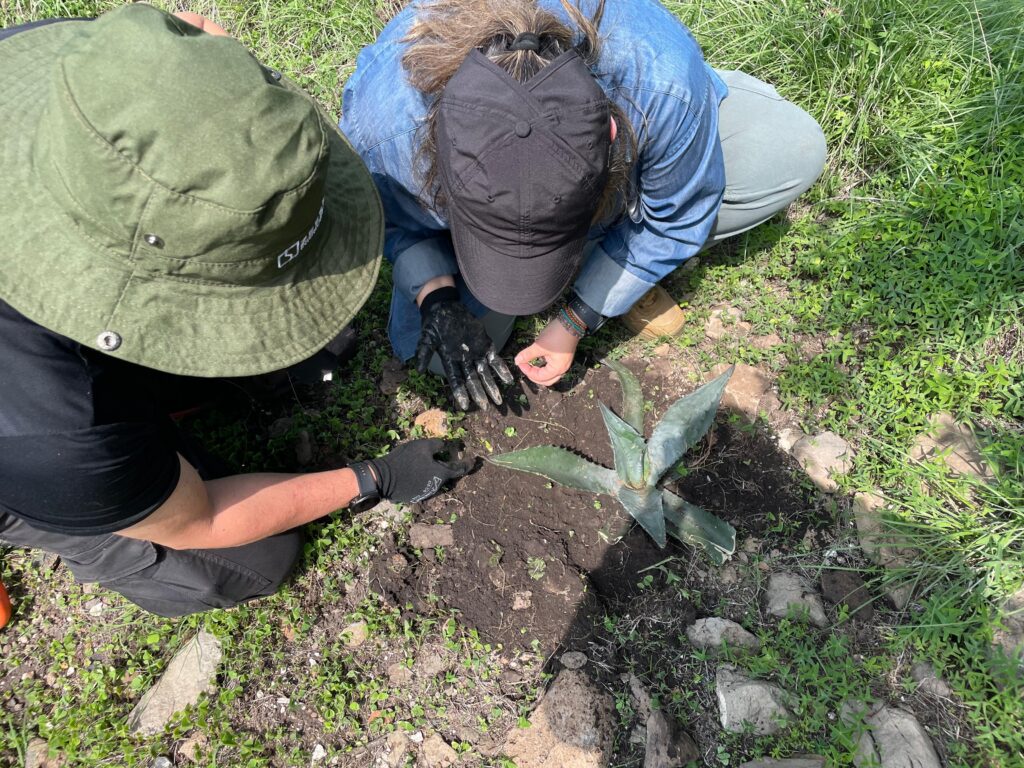Los magueyes pueden vivir hasta 15 años en el Parque Tonancatepetl.